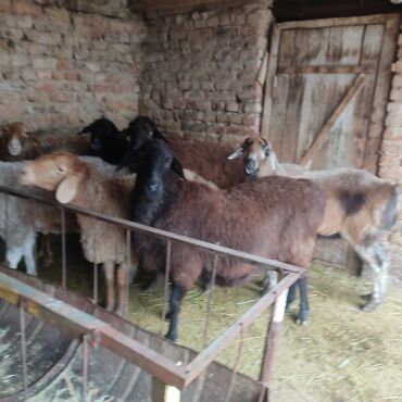 Бараны, овцы: Продаю | Овца (самка) — 1