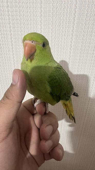 bulbul quşu satışı: Yaşıl papağan (kiçik növ) 4 aylıq baladı yemə düşüb 2 ədəddir qiymət 1 — 3