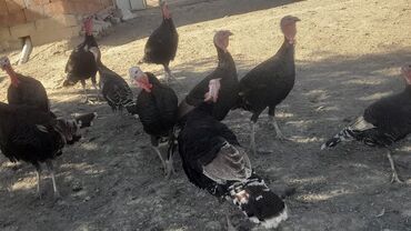 İtlər: Erkək, Ətlik