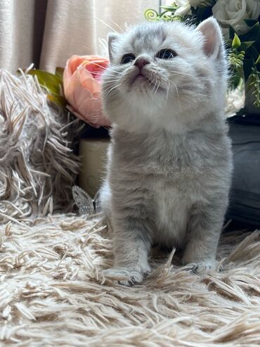 Pişiklər: Britan, Pulsuz çatdırılma — 7