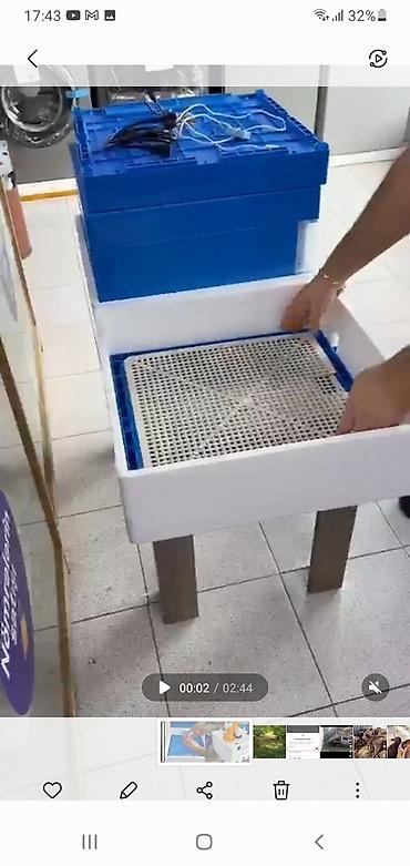 ördək balası və cücə: Cüce çıxarma aparatı toyuqa ehdiyac olmur isteyen olsa elaqe saxlasın — 1
