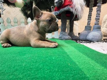 Psi: Štenci francuskog buldoga. U novogodisnjoj ponudi sjajno leglo na lalafo.rs — 4 Psi: Štenci francuskog buldoga. U novogodisnjoj ponudi sjajno leglo — 4