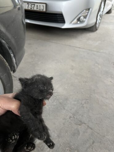 взять бесплатно котенка: Нашли котенка, отдадим в хорошие руки