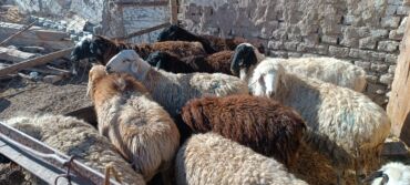 крс быки: Сатам | Ургаачы кой (ургаачы) | Көбөйтүү үчүн | Асыл тукумдуу