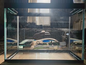 Akvariumlar: Dördbucaq akvarium, Balıqlarla birlikdə, 30 l, Pulsuz çatdırılma — 2