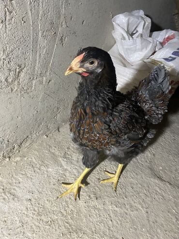 Toyuqlar: Toyuq, Damazlıq, Ödənişli çatdırılma — 11