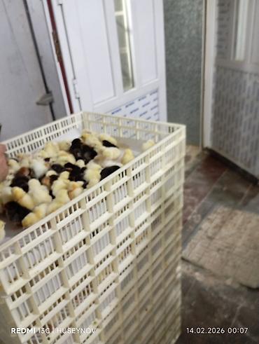 Digər quşlar: Her nov cuce satişi. xarkov çil 2m xarkov 1.50m atkas 3m avstroluq 3m — 9