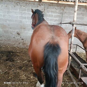 Продам с/х животных: Продаю | Конь (самец), Жеребец | Полукровка | На забой, Для разведения | Осеменитель — 9