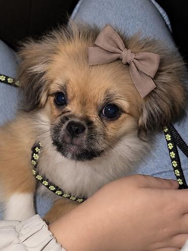 pekines: Pekines, 4 ay — 1