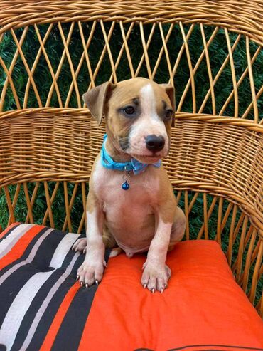 Psi: Registrovana odgajivacnica pasa "Happy Puppies" ima u ponudi prelepe — 5