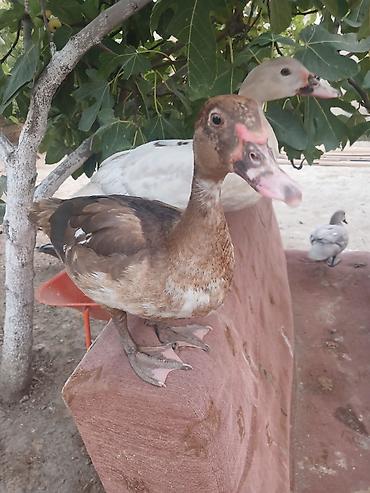 bülbül quşu satışı: Cins lal ordekler macar qara zumrud qirmizi okuz lavanda findig reng — 8