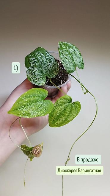 Хойи: Приветствую всех дорогие ❇️

в продаже 🌿 — 2
