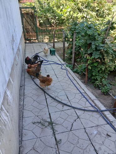 инкубаторские яйца: Сатам | Тооктор | Үй | Жумуртка туудуруу үчүн