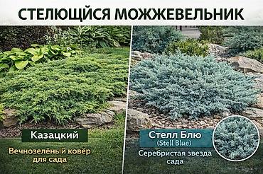 Другие садовые цветы и кустарники: Https://t.me/blooming_garden_kg Редкие и эффектные декоративные — 14