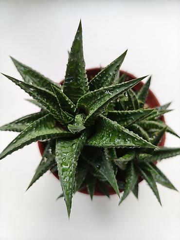 цветы алое: Суккулент Haworthia (возможна разновидность Haworthia — 1
