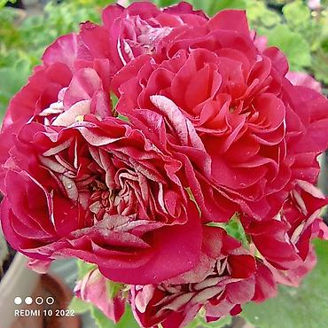 Герани и пеларгонии: Пеларгонии (герань зональная) — сортовые кустики в горшках — 7