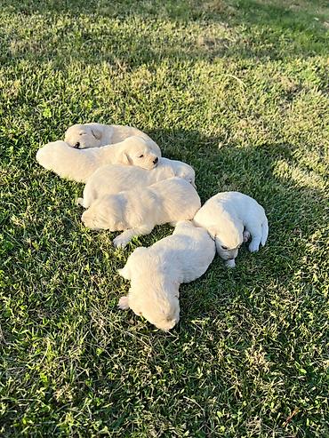 itlee: Retriever, 1 ay — 8