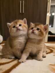 Pişiklər: Britan yastı qulaq, Erkək, Dişi, Yaxşı əllərə, Ünvandan götürmə, Ödənişli çatdırılma, Rayonlara çatdırılma — 11