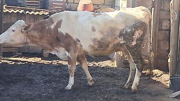 Inəklər, öküzlər: Dişi, Simental, il: 3, 450 kq — 5