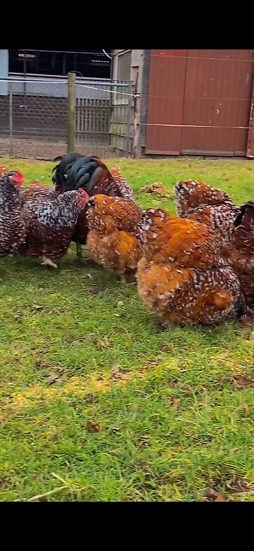 Toyuqlar: Toyuq, Damazlıq -da lalafo.az — 8 Toyuqlar: Toyuq, Damazlıq — 8