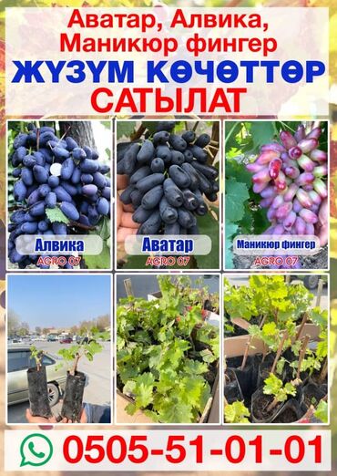 карнавальный костюм аватар: АВАТАР.АЛВИКА.МАНИКЮР.ФИНГЕР.ЖУЗУМ.КОЧОТТОР.САТЫЛАТ.МАЛМАТ.УЧУН.ВАТСАП