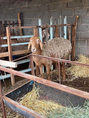 Баран, овца: Продаю | Овца (самка) | Арашан | Для разведения | Матка — 10