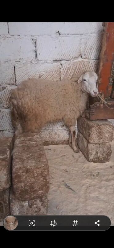 Qoyunlar, qoçlar: Salam hormetli izleyiciler qurbanliqa tam yararli Erkek unvan