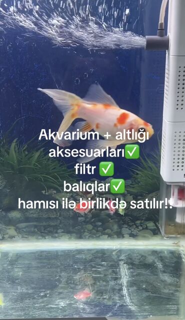 hava kampresoru: Su tutumu 80 litr-di Balığlarla birlikdə Şəkillərdə nə görülürsə hər