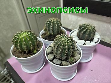 Эхинопсисы в горшках - Род: Echinopsis (кактусы-шаровидной формы с