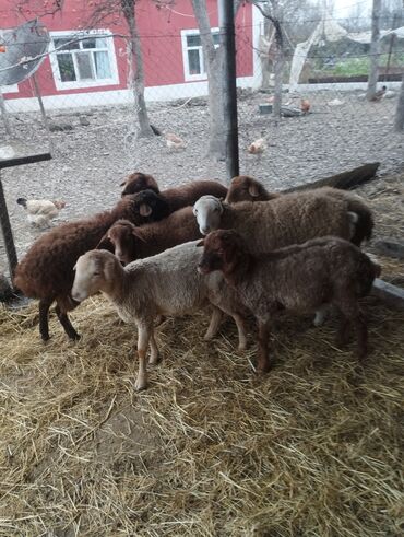 Qoyunlar, qoçlar: Salam ümlikdə 6 ədədir tək tək 245 dən hamin alan olsa 1450 dən son -da lalafo.az — 1 Qoyunlar, qoçlar: Salam ümlikdə 6 ədədir tək tək 245 dən hamin alan olsa 1450 dən son — 1