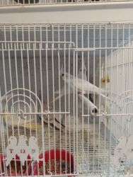 dovşan evi: Növbənöv nimfa tutuquşuları (Cockatiel) – qəfəsdə birlikdə saxlanılan