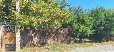 Torpaq sahələrinin satışı: Kənd təsərrüfatı -da lalafo.az — 3 Torpaq sahələrinin satışı: Kənd təsərrüfatı — 3