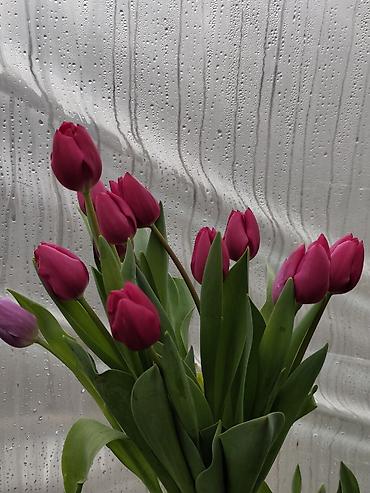 Букеты из живых цветов: ТЮЛЬПАНЫ СРЕЗАННЫЕ, МИКС СОРТОВ И ОКРАСОК - Классические бокаловидные at lalafo.kg — 6 Букеты из живых цветов: ТЮЛЬПАНЫ СРЕЗАННЫЕ, МИКС СОРТОВ И ОКРАСОК - Классические бокаловидные — 6