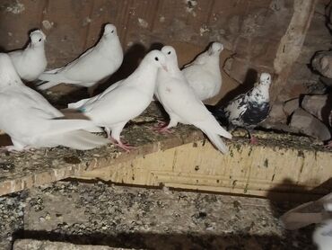 Göyərçinlər: Ağ rəng üstünlük təşkil edən ev göyərçinləri – dəst halında. - — 2