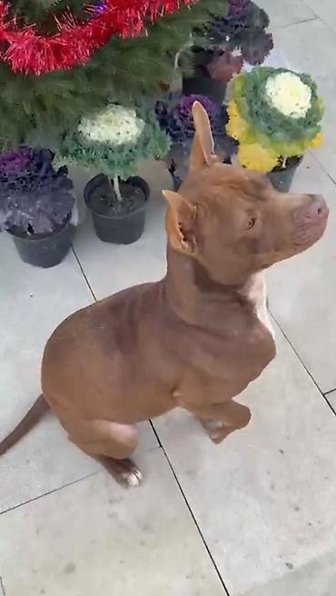 dişi pitbul: Pitbul, 11 ay, Dişi, Ünvandan götürmə — 2