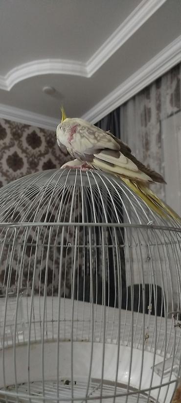 tap az goyercin: Nimfa (Cockatiel) – əl öyrəşmiş, sakit və mehriban ev quşu - Növ — 1