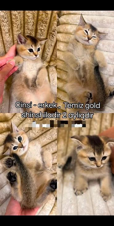 Heyvanlar: Şotland yastı qulaq, Erkək — 3