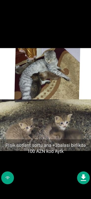 Pişiklər: Erkək, Ünvandan götürmə — 9