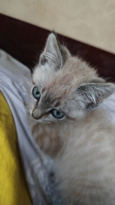 персидский кот цена: Отдам даром котенка в добрые и очень заботливые руки. Котёнок очень