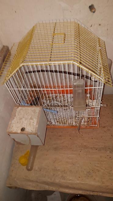 benqal pisiyi: Hazir bala vermiw cut amadinler benqal ve bawi kekililer cutu — 4