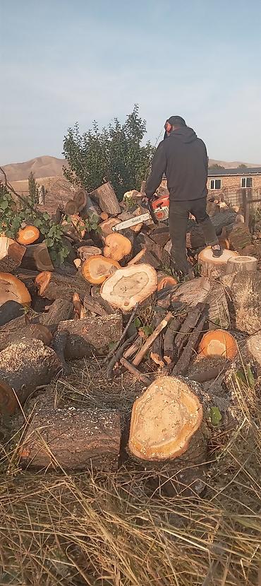 Спил деревьев, заготовка дров: Бак кыйабыз отун аралайбыз. ар кандай кыйынчылыктагы 24/7 чалып — 18