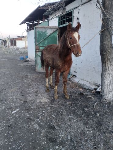 Лошади, кони: Продаю | Жеребенок | Конный спорт | Племенные — 7