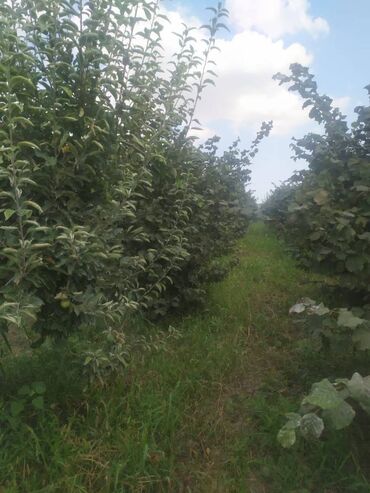 Bağ evlərinin satışı: Xaçmaz, 70 kv. m, 2 otaqlı, Hovuzsuz, Artezian quyusu, Kanalizasiya, Qaz — 16