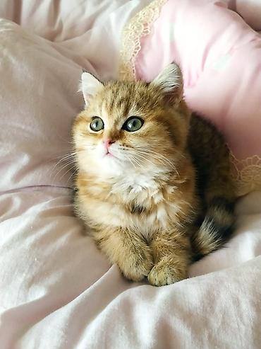 Pişiklər: Şinşilla, Dişi — 15