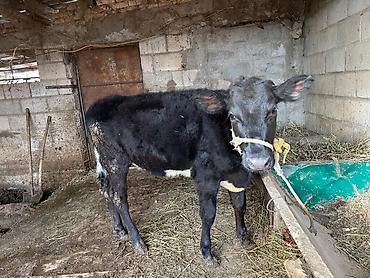 Коровы, быки: Продаю | Тёлка | Симментальская | На забой, Для разведения, Для молока | Не стельные, Племенные, Искусственник — 11