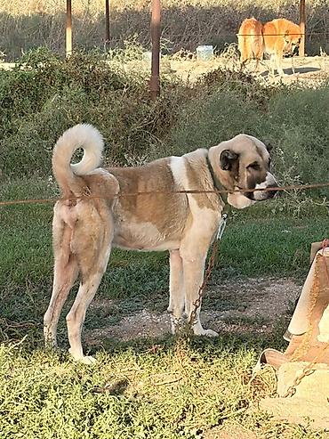 İtlər: Qurdbasar, 3 il, Erkək, Peyvəndli, Rayonlara çatdırılma — 5