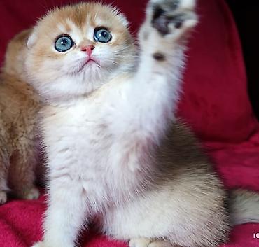 Продажа кошек: Скотиш Фолд (Шотландская вислоухая), 2 месяца, Мальчик, Золотая шиншилла — 13