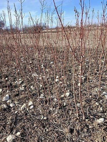 Другие фруктовые и ягодные растения: Ассаламу алайкум Турдуу кочоттор сатылат дыйканчылык озубуз — 10