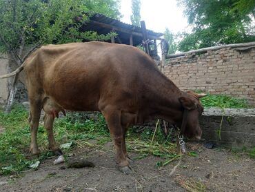 бильгийский бык: Продаю | Корова (самка), Тёлка | Алатауская | Для разведения, Для молока | После отела