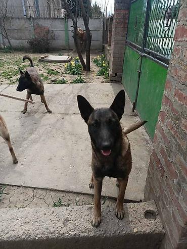 Psi: Belgijski ovčar MALINOA štenci Stenci 6 meseci stari, dva muska i na lalafo.rs — 9 Psi: Belgijski ovčar MALINOA štenci Stenci 6 meseci stari, dva muska i — 9